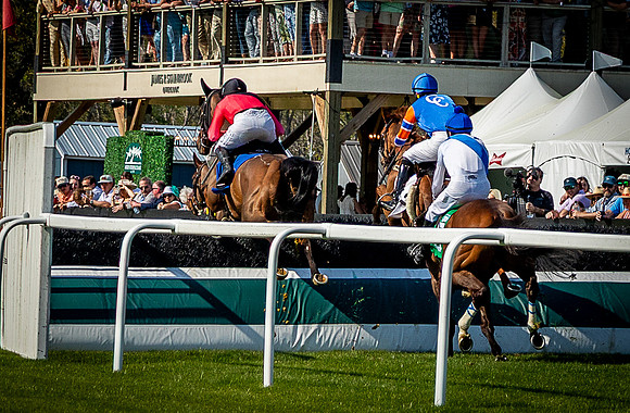 Horses-9586