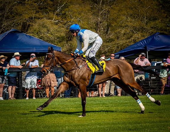Horses-9581