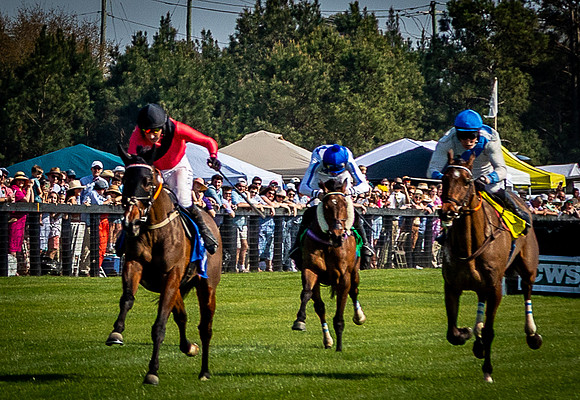 Horses-9593