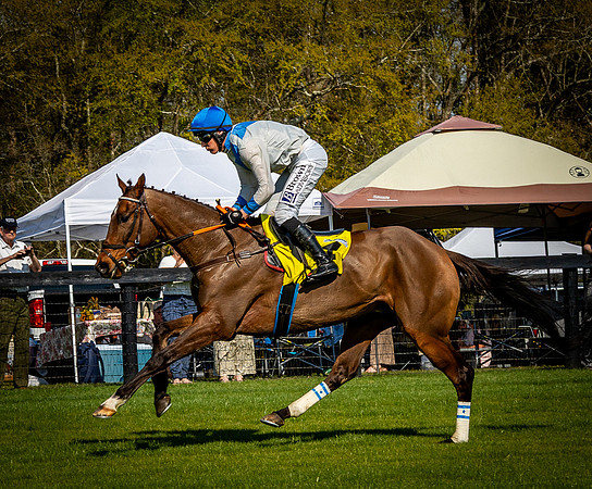 Horses-9582