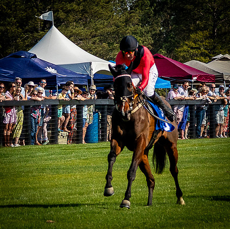Horses-9594