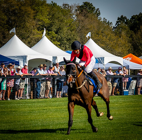 Horses-9596