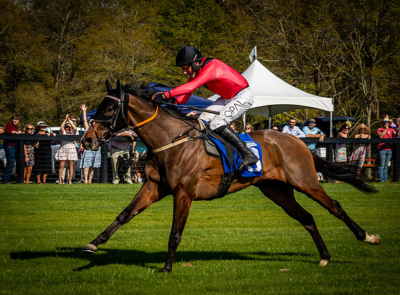 Horses-9599