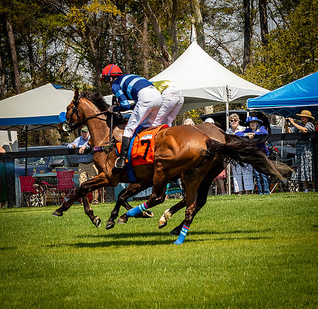 Horses-9121