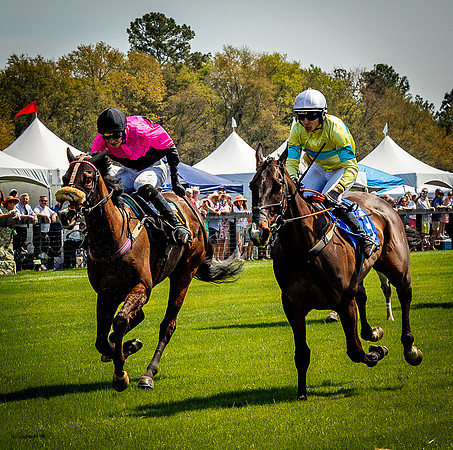 Horses-9155
