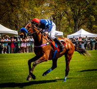 Horses-9156