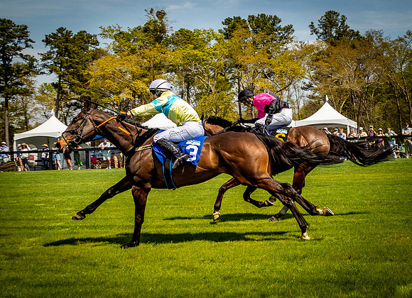 Horses-9161