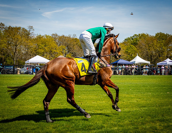 Horses-9203