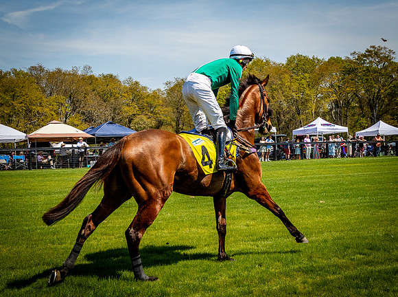 Horses-9204