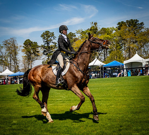 Horses-9206