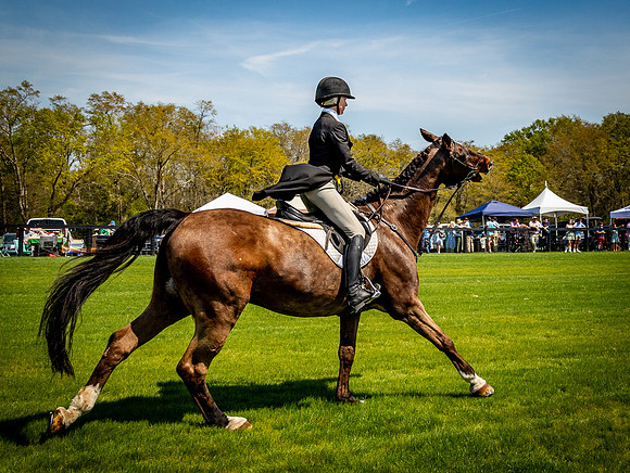 Horses-9209