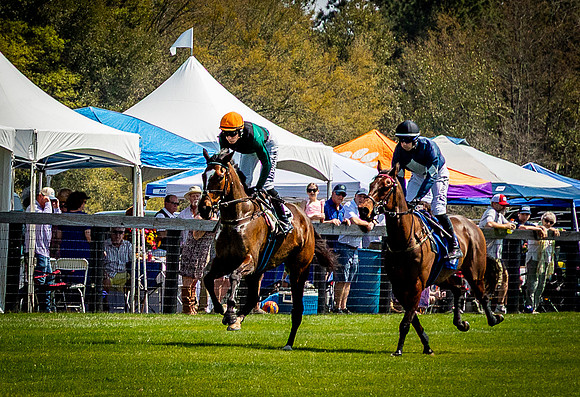 Horses-9218