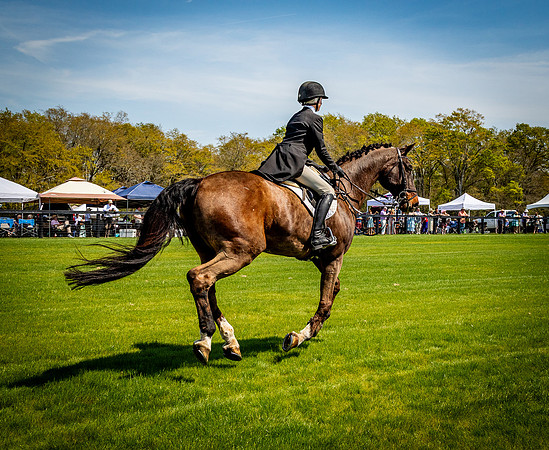 Horses-9211