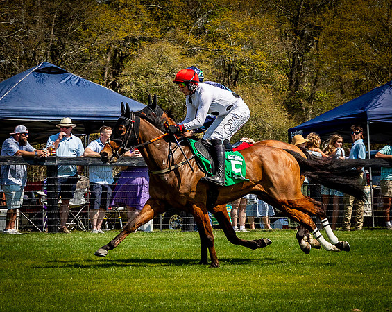Horses-9222