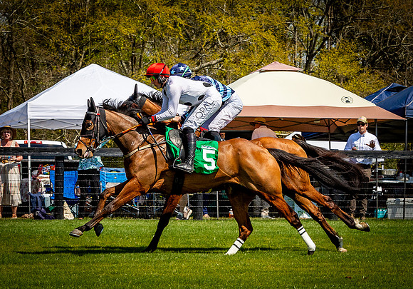 Horses-9223