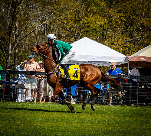 Horses-9224