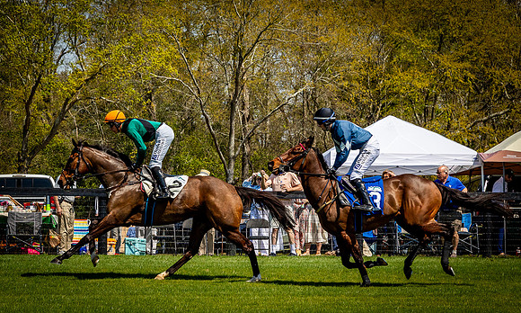 Horses-9226