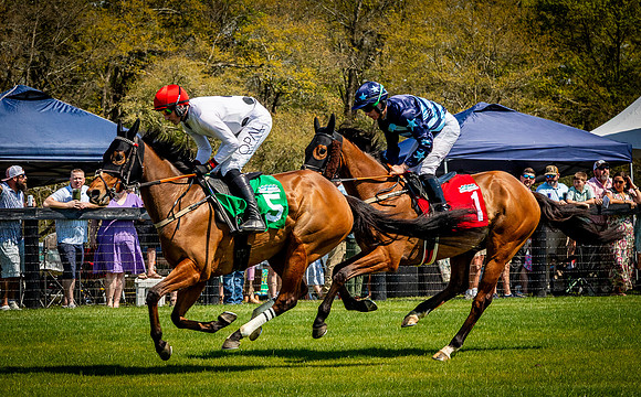 Horses-9239