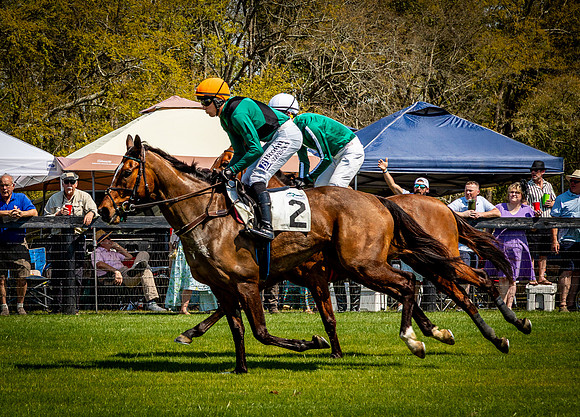 Horses-9241
