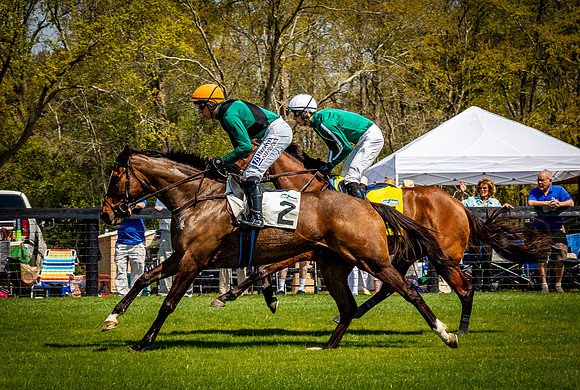 Horses-9242