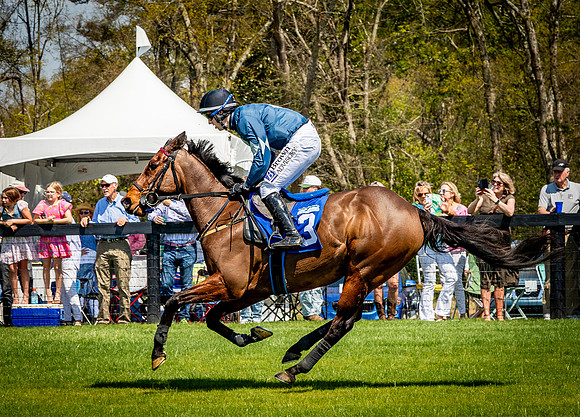Horses-9244