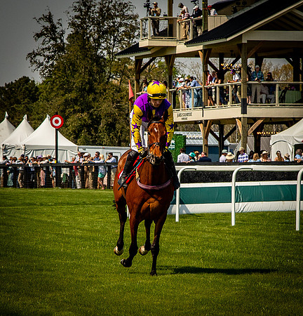 Horses-9273