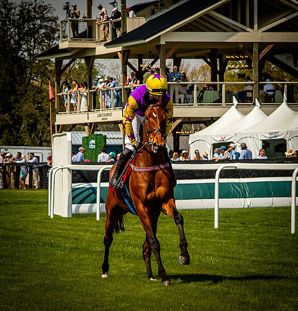 Horses-9274