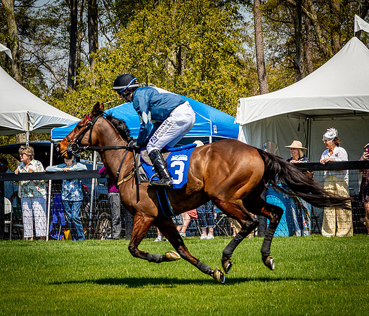 Horses-9245