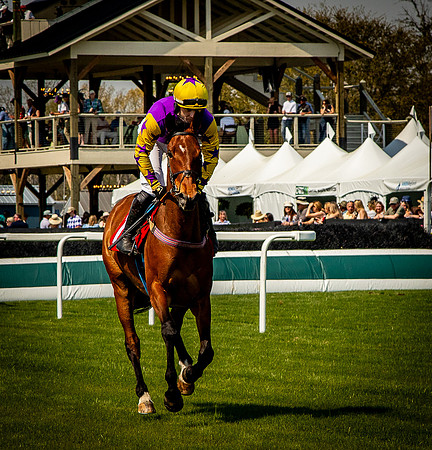 Horses-9275