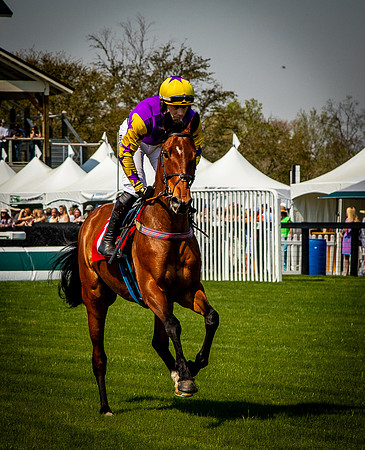 Horses-9277