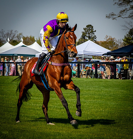 Horses-9279