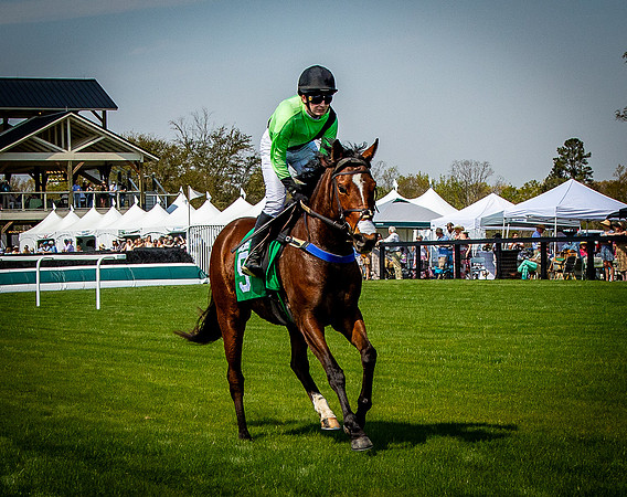 Horses-9287