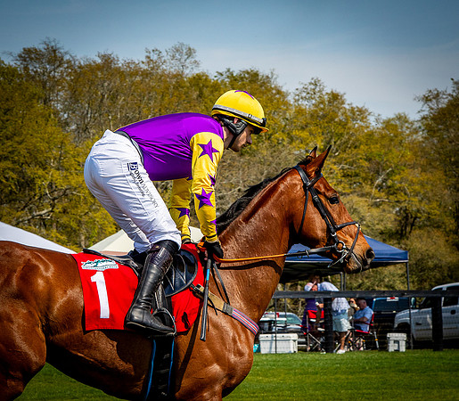 Horses-9282