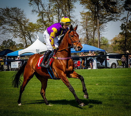 Horses-9280