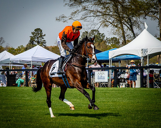 Horses-9291