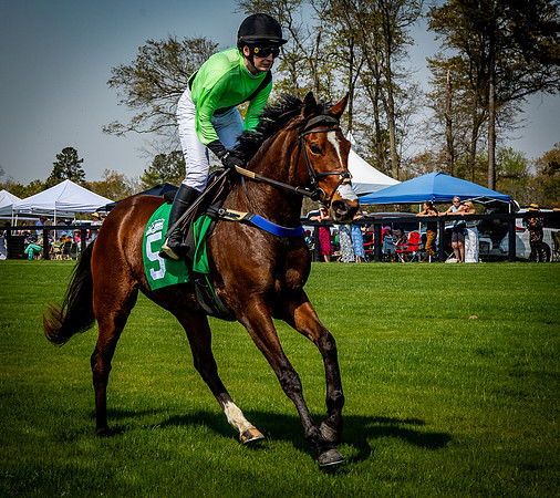 Horses-9288