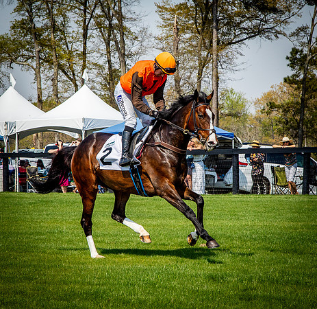 Horses-9292