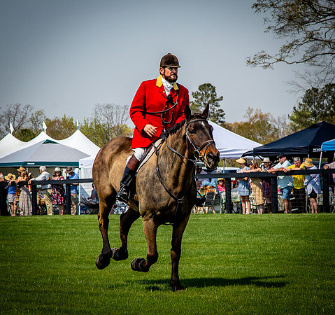 Horses-9298
