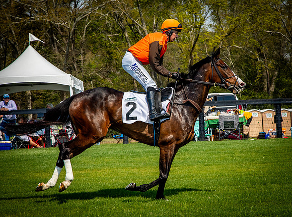 Horses-9294