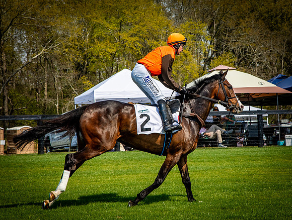 Horses-9295