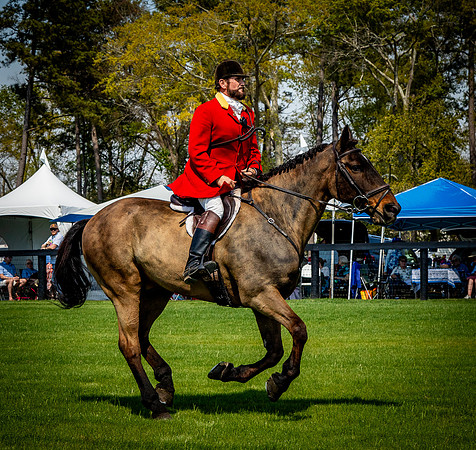 Horses-9302