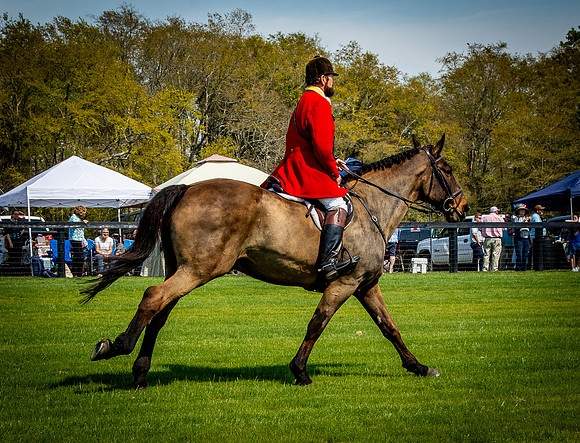 Horses-9305