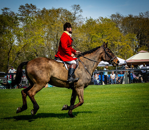 Horses-9304