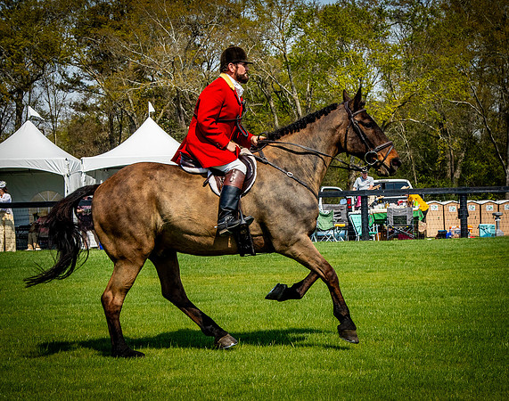 Horses-9303