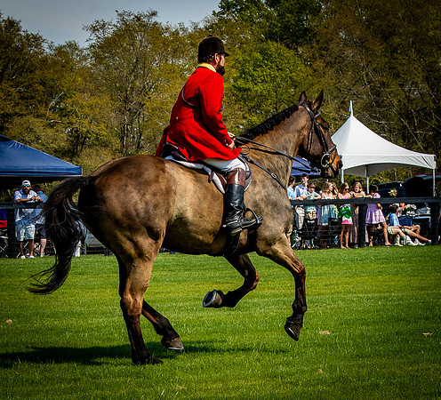 Horses-9306