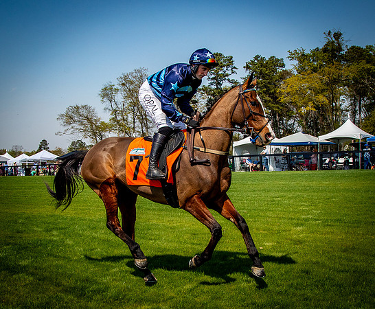 Horses-9310