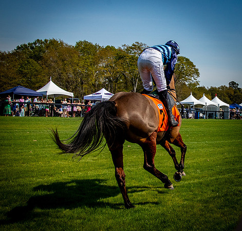 Horses-9313
