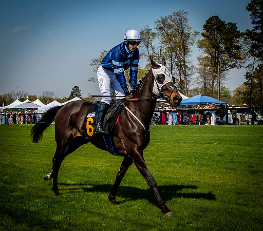 Horses-9314