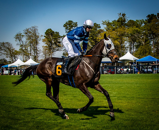 Horses-9315