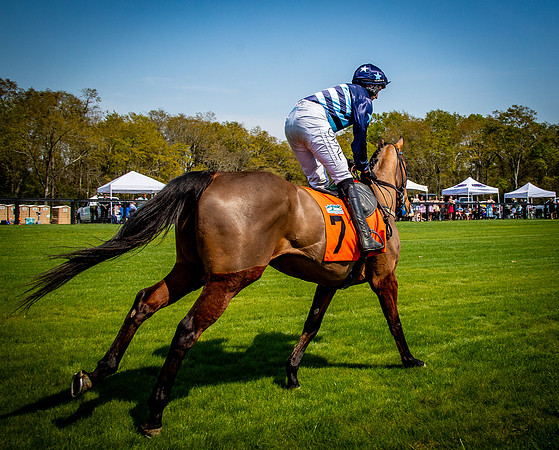 Horses-9312